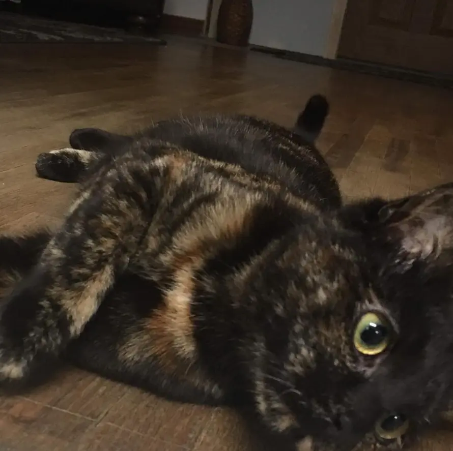 Image of Cody's cat Tessa