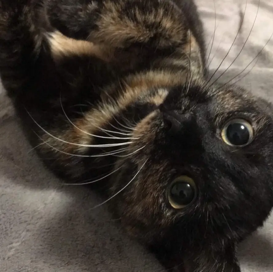 Image of Cody's cat Tessa